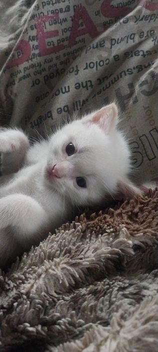 Отдам котят 1.5 месяца