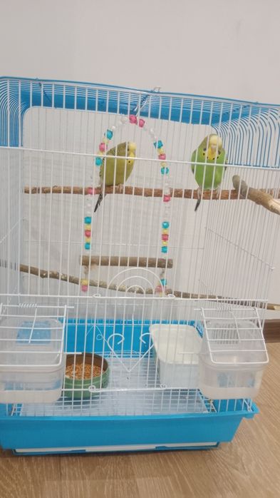 Попугайчики. Вместе с клеткой