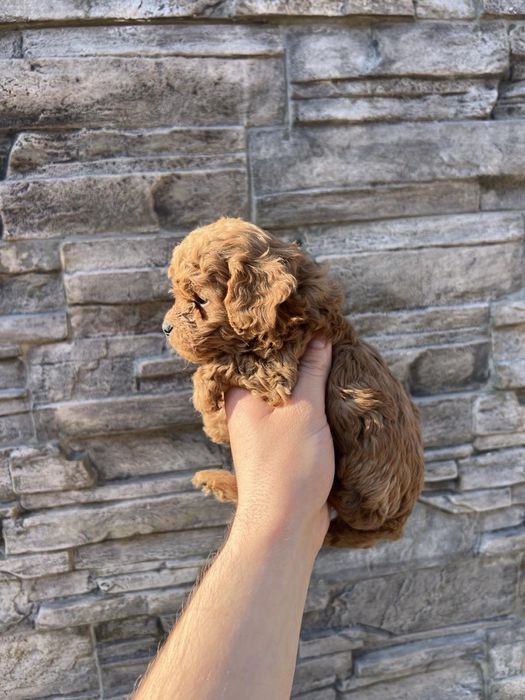 Той Пудрлчета ‘Мини