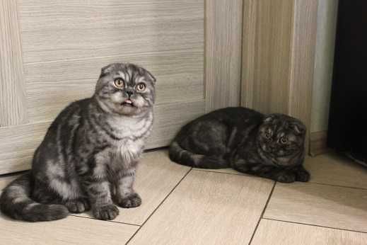 Вислоухий мальчик вместе с братом