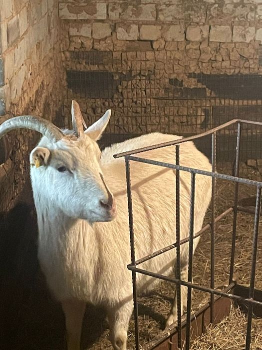 Продам козел молочный