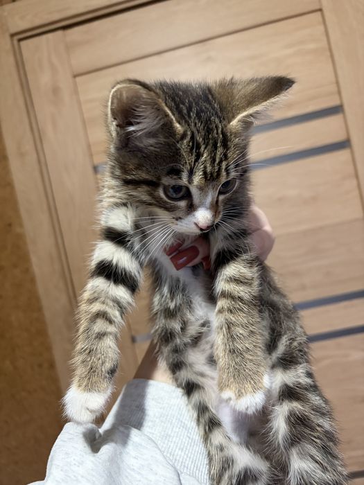 Отдам котенка в добрые руки