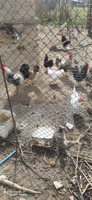 Продавам селски петли