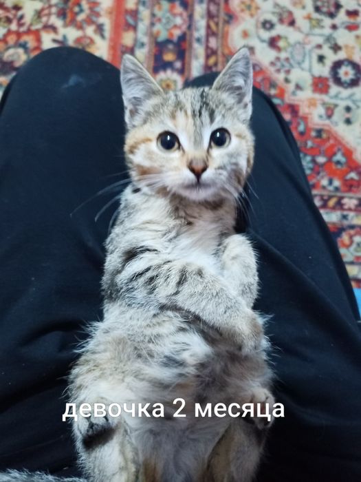 Отдам котят бесплатно