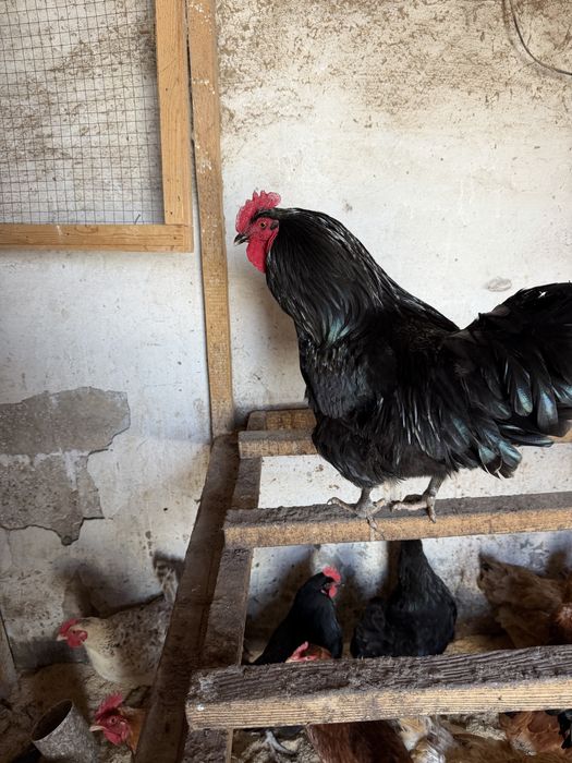 Петух на племя молодой