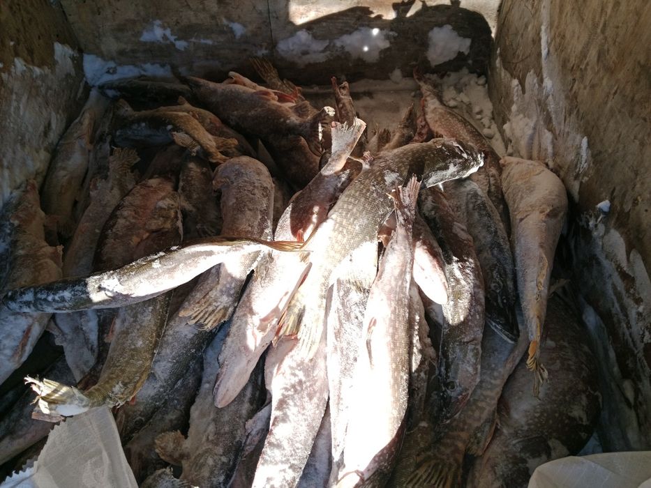 Продам Торгайску щуку