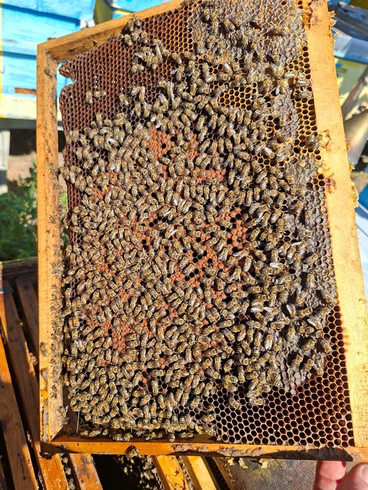 Продавам прополисова тинктура 30 %