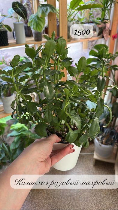 Комнатные растения