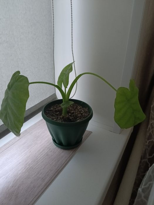 Продам растения для дома и офиса