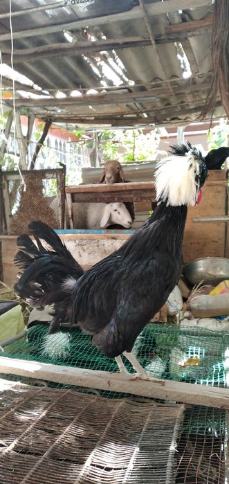 Галланка хорози 150минг обмен к,ора брамага хороз