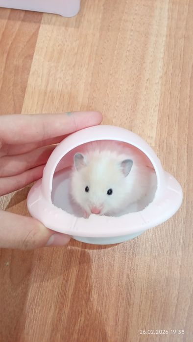 Продаются хомячки сирийские