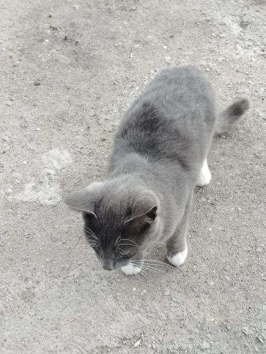 Молодой кот  и кошечка  ищут дом