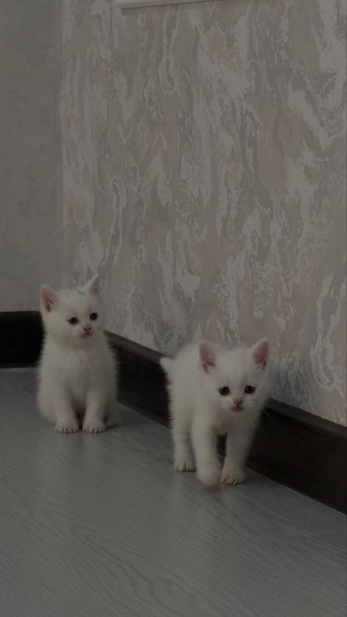 2 та угилча,  ота онаси жуда аклли