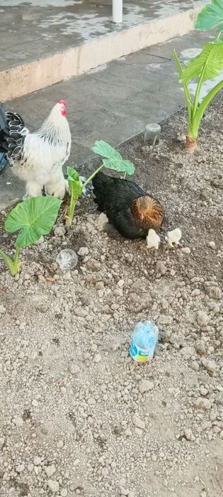 Brama tovuq tozasi