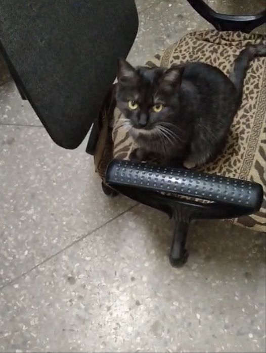 Отдам кошечку девочка