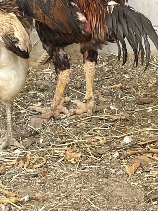 Байтсовый кораз сатылады