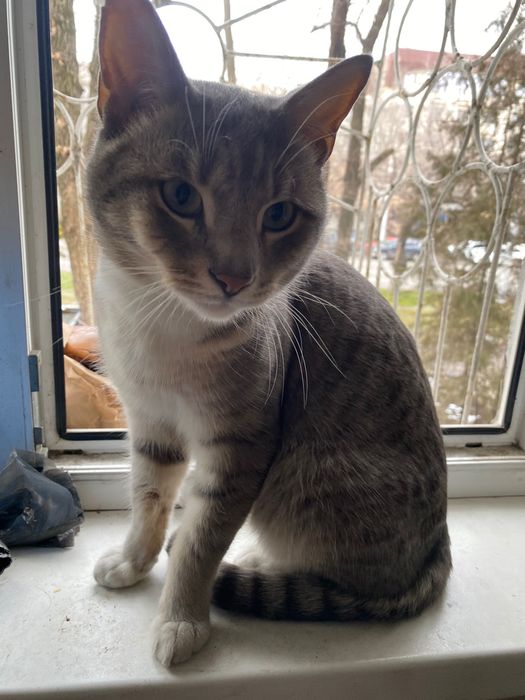 Найден кот Алматы