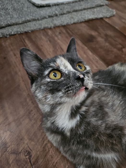 В заботливые руки кошечка