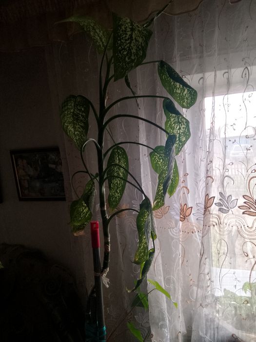 Диффенбахия цветок комнатный.