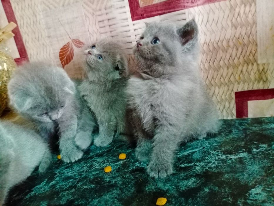 Продаются котята