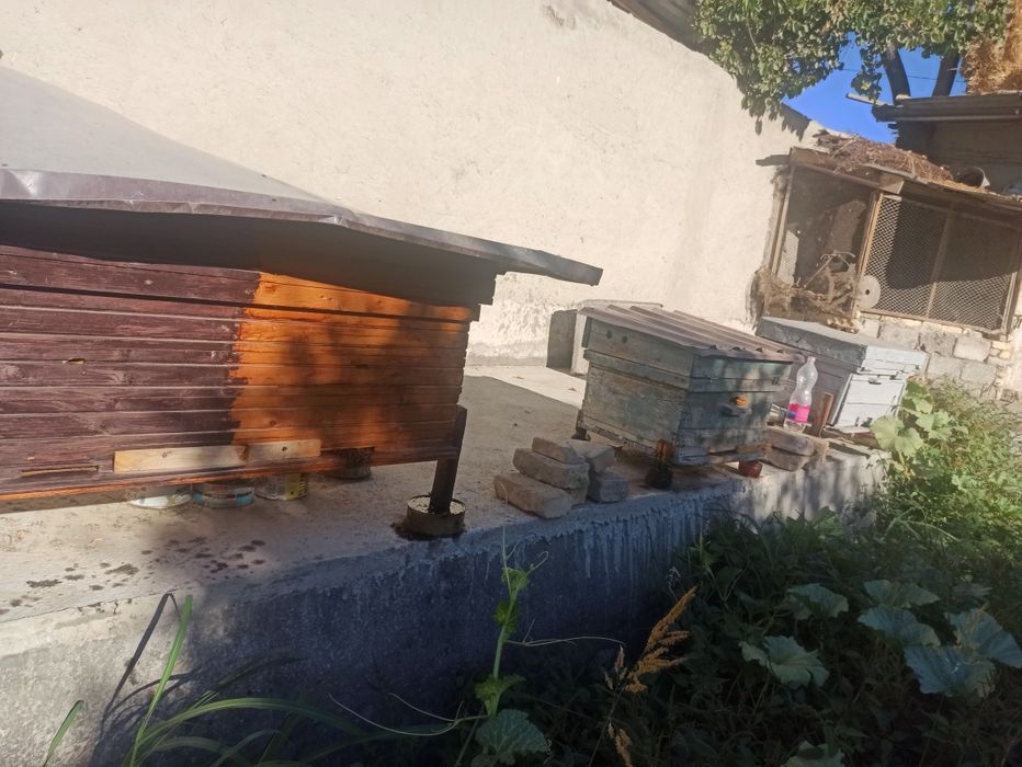 Asal  ari 3ta oyla 4dona yawin sotiladi