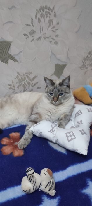 Пропала кошечка по кличке Матильда