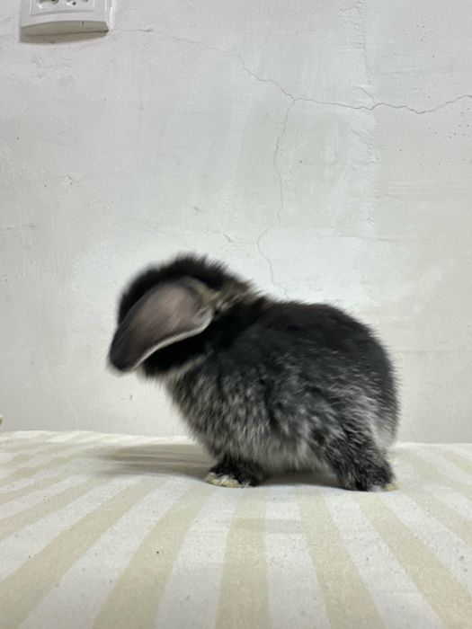 Chiroyli quyonchalar Toshkentda – faqat Basmala Farm’da!