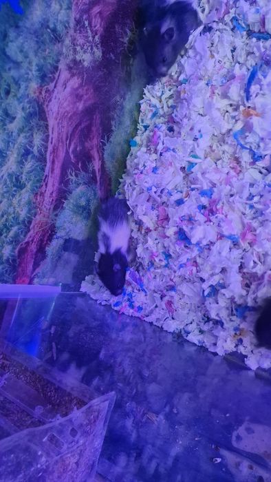 Хомяк сирийский продам