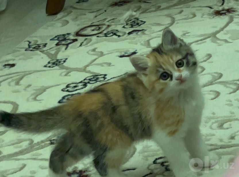 Кошка 1.5 месяца красивая