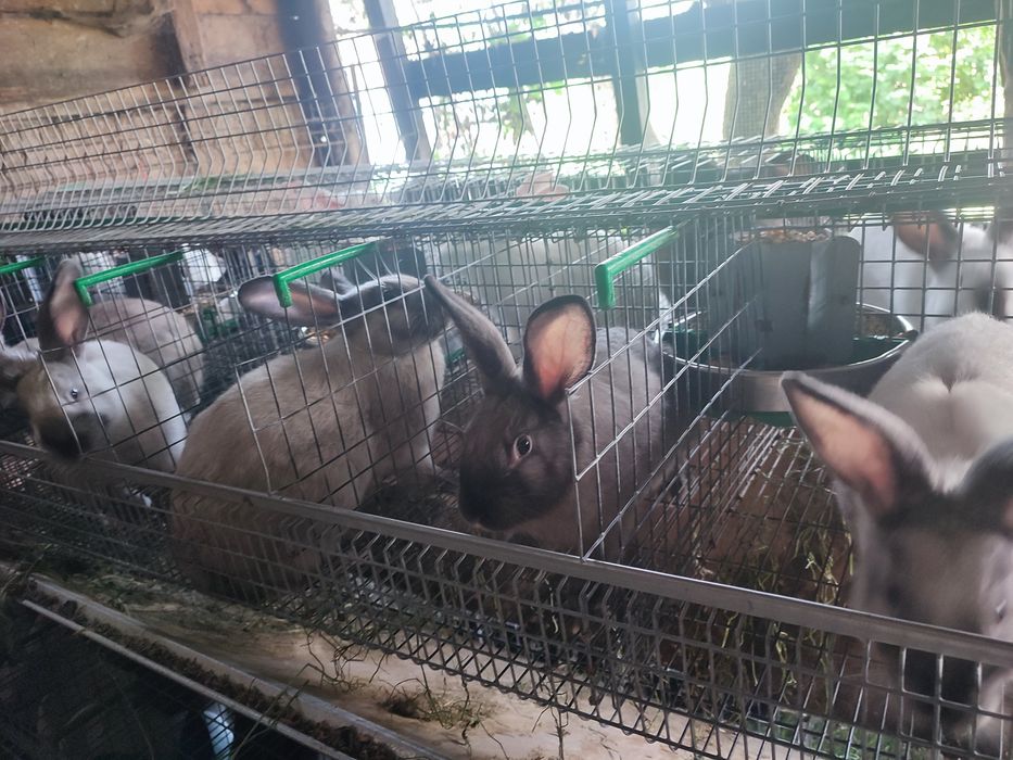 Vând iepuri diferite vârste