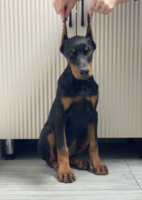 Доберман с документами