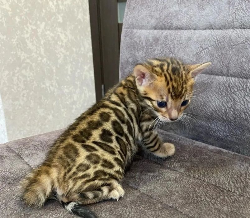 Бенгальские котята