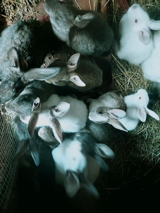 Vând iepuri Hicole .