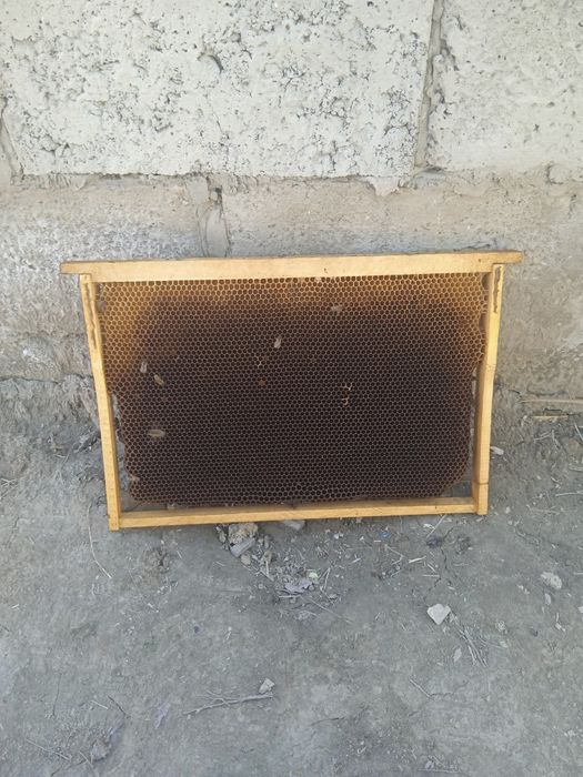 Asalari oilasi bilan sotiladi