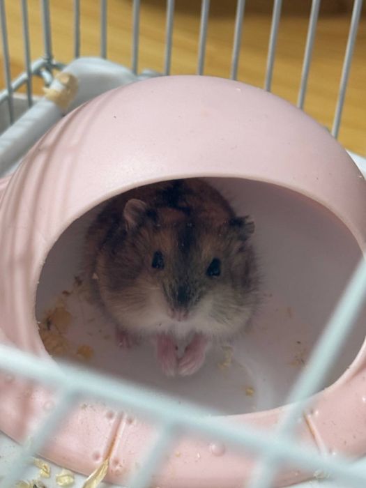 джунгарский хомяк