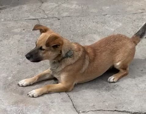 Пропала собака, потерялась собака