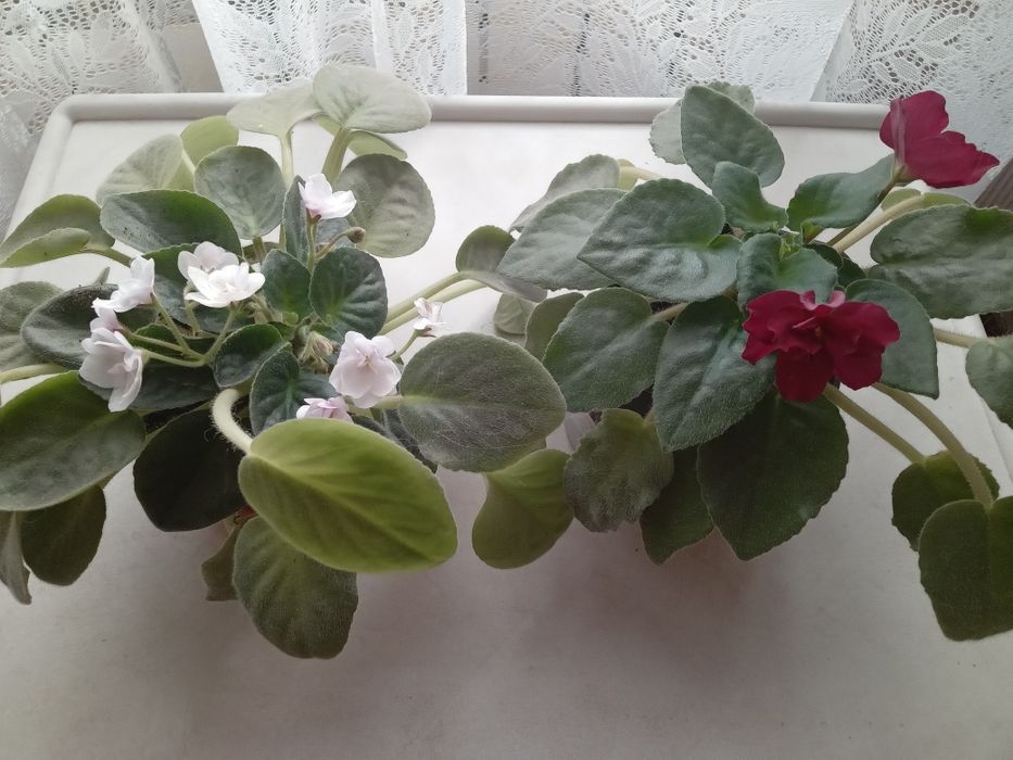 Продам молодые фиалки