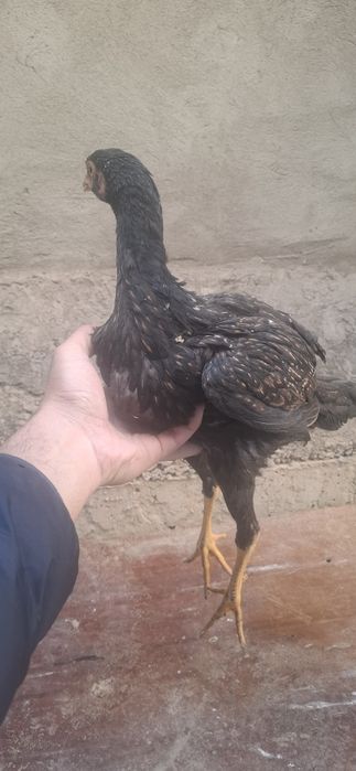 Дакан жужалари сотилади зотига тозалигига 100% гарантя