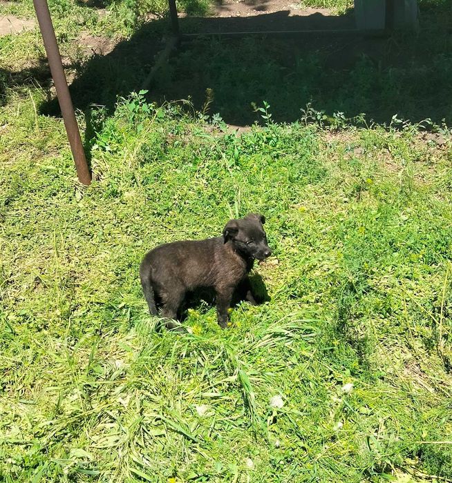 отдам щенков в добрые руки