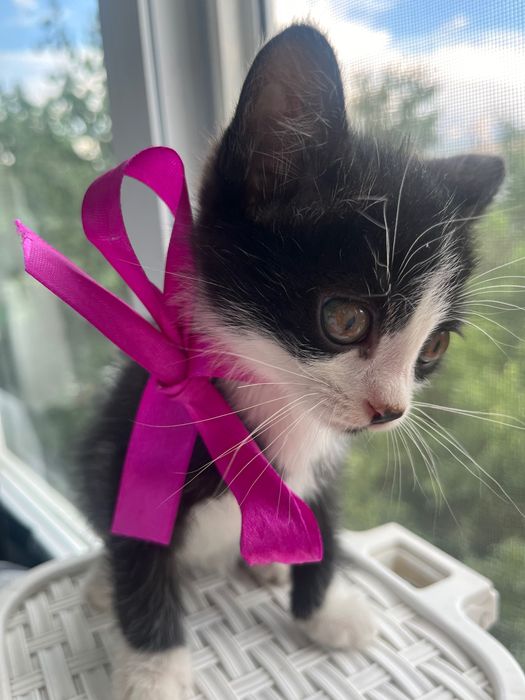 Котёнок Томас,красавчик!2 месяца.