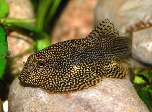 Sewellia/Ciclide Parrot Blue/Guppy Red tuxedo Koi/Creveti rosii/Pesti ornamentali acvariu