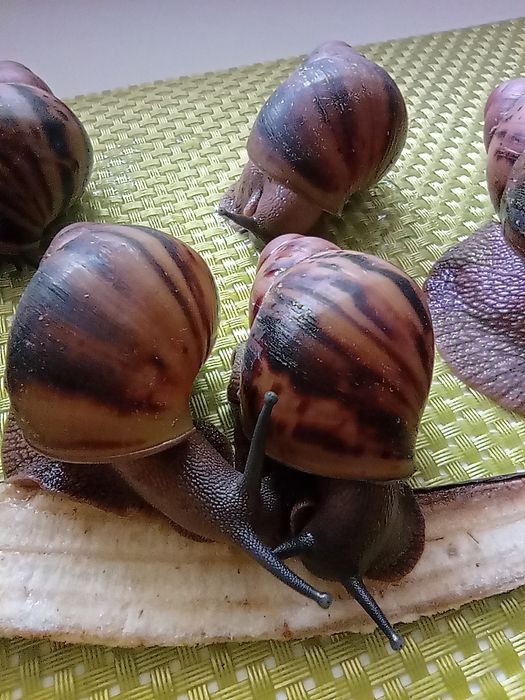 Улитки. Архахатина овум.