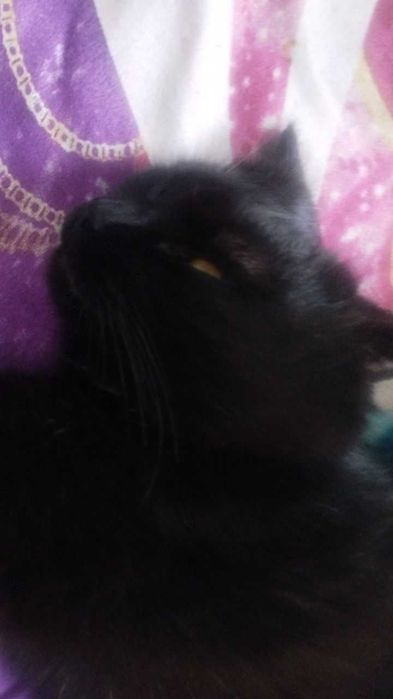 Обмен на котёнка