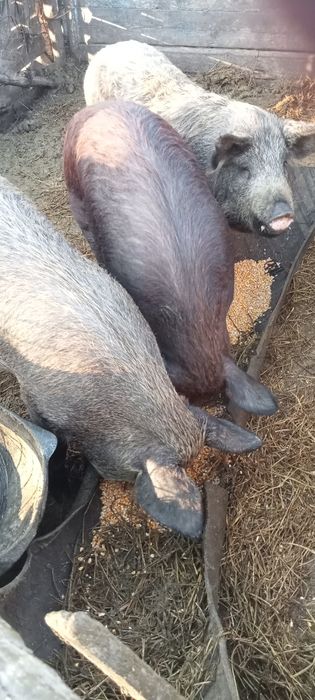 Trei iepuri de vânzare