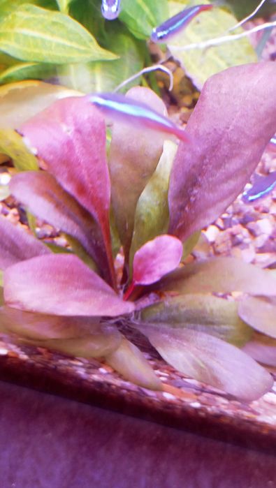 Самолус  красный