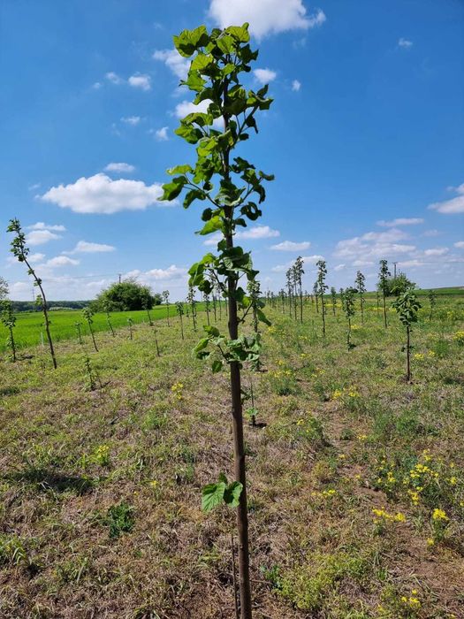 Paulownia Arbori Ornamentali