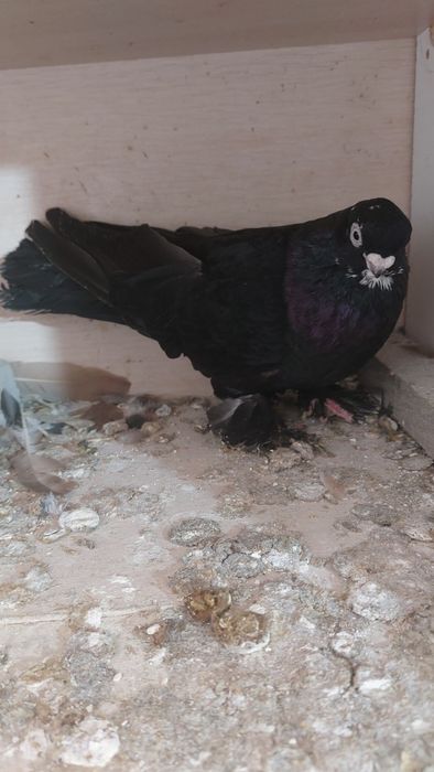 Голуб  армавирская парода самец соч кептер