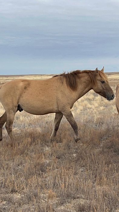 Айғыр сатылады. 2022 жылғы.