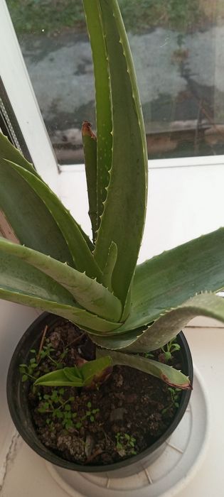 Продается алоэ Вера
