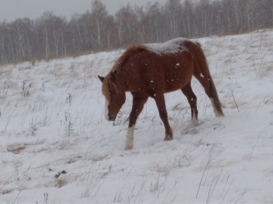 Продам табун лошадей !